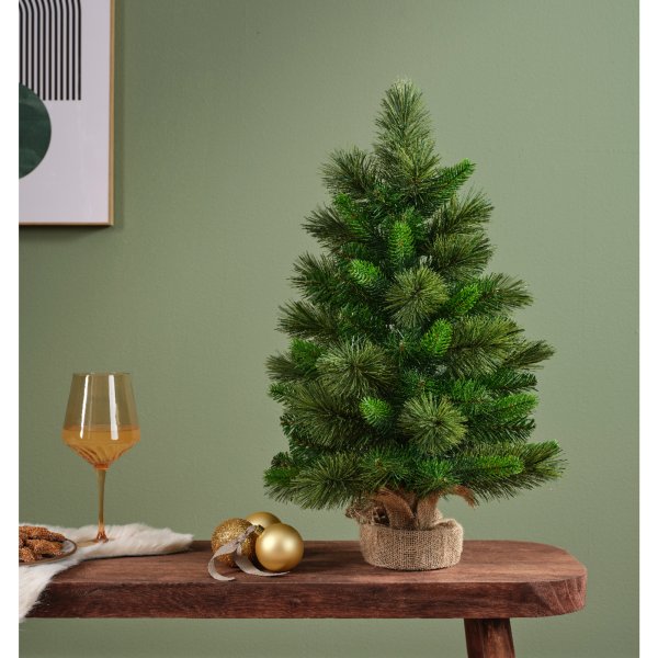 Everlands Edmonton Spruce indoor
