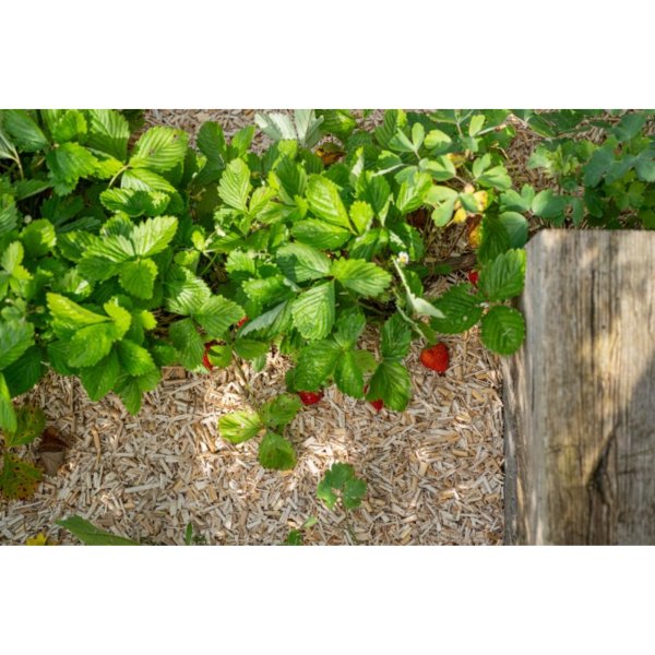 Floragard Mulch Erdbeer und Gemüse 4x20l